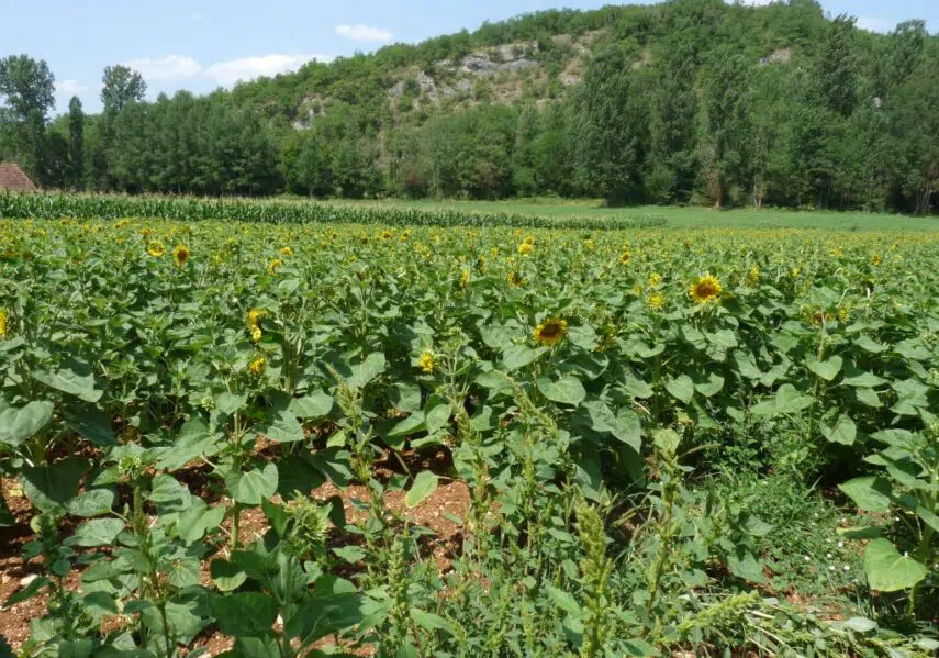 L'environnement du camping en Dordogne Périgord Noir est naturel, vous ne voyez pas la route et n'entendez pas la circulation des véhicules