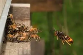 frelon asiatique prédateur des abeilles camping dordogne périgord noir le Douzou