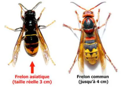 reconnaître frelon asiatique camping dordogne 3 étoiles le Douzou