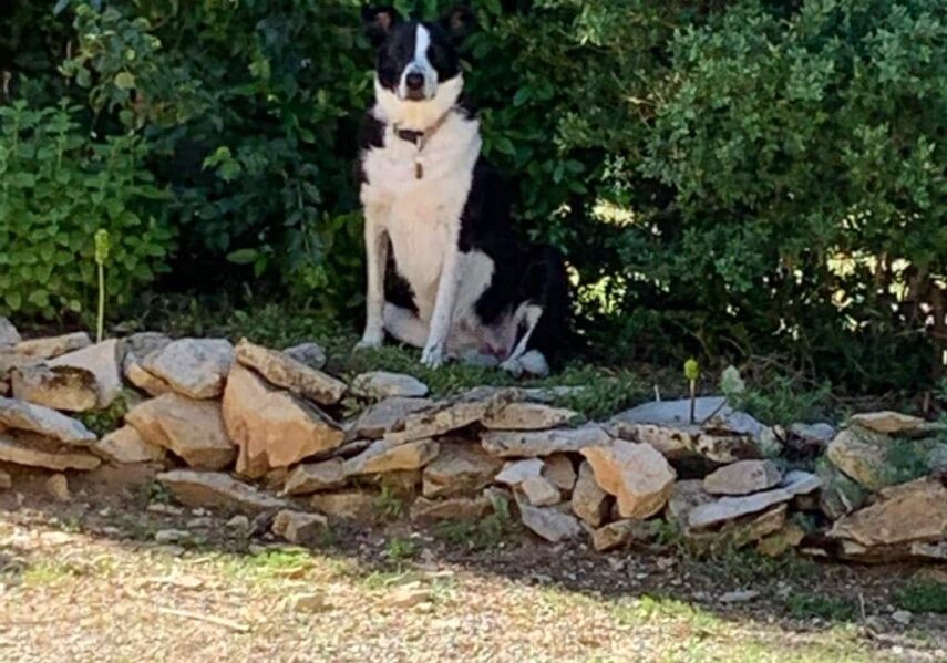 chien accépté camping dordogne 3 étoiles