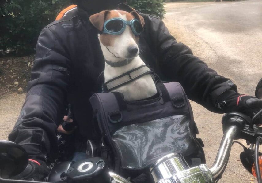 chien motard camping dordogne