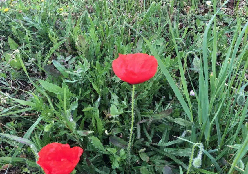 coquelicot camping dordogne