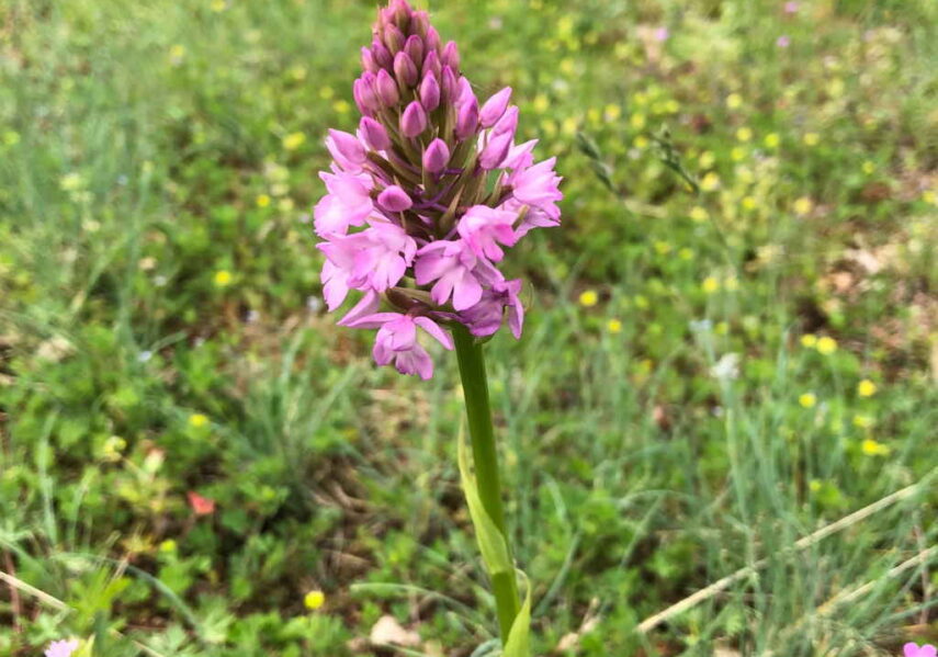 orchidée sauvage camping dordogne