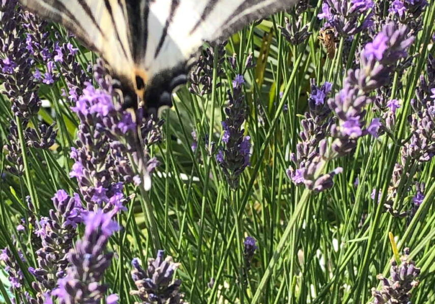 papillon lavande camping dordogne