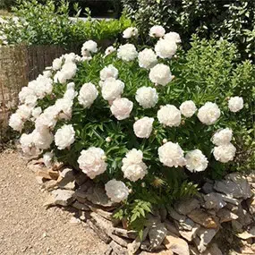 Camping fleuri pour les amoureux de la nature