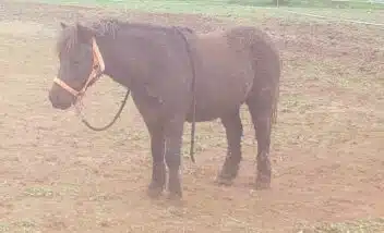 animation-poneys-camping-dordogne-vallée-du-céou