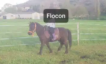 animation-poneys-camping-vallée-du-céou